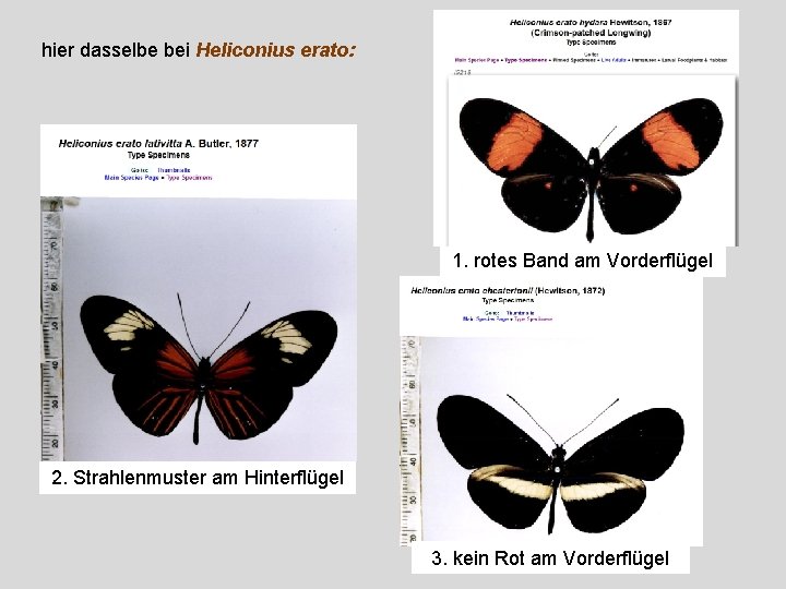 hier dasselbe bei Heliconius erato: 1. rotes Band am Vorderflügel 2. Strahlenmuster am Hinterflügel