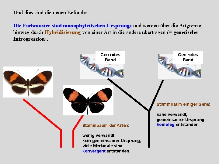 Und dies sind die neuen Befunde: Die Farbmuster sind monophyletischen Ursprungs und werden über