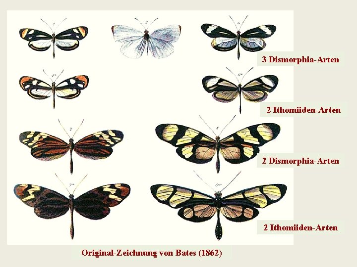3 Dismorphia-Arten 2 Ithomiiden-Arten 2 Dismorphia-Arten 2 Ithomiiden-Arten Original-Zeichnung von Bates (1862) 