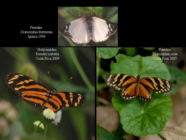 Pieridae: Dismorphia thermesia Iguacu 1996 Heliconiidae: Eueides isabella Costa Rica 2009 Pieridae: Dismorphia orise