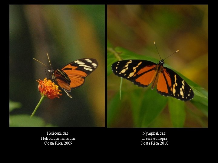 Heliconiidae: Heliconius ismenius Costa Rica 2009 Nymphalidae: Eresia eutropia Costa Rica 2010 