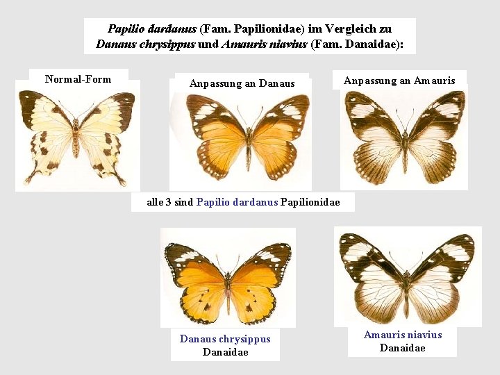 Papilio dardanus (Fam. Papilionidae) im Vergleich zu Danaus chrysippus und Amauris niavius (Fam. Danaidae):