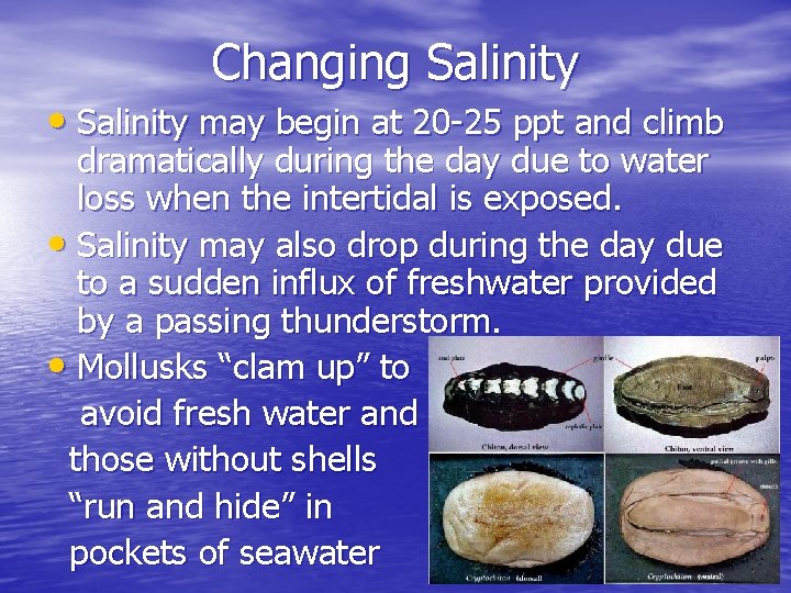 Changing Salinity • Salinity may begin at 20 -25 ppt and climb dramatically during