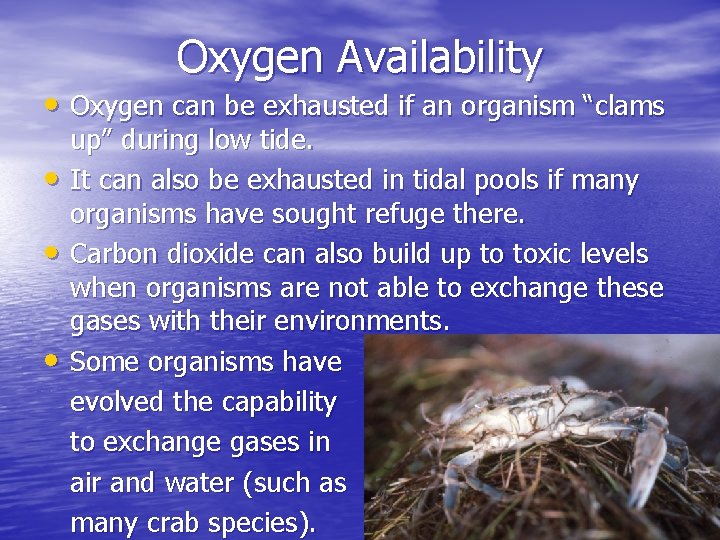 Oxygen Availability • Oxygen can be exhausted if an organism “clams • • •