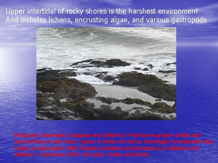 Upper intertidal of rocky shores is the harshest environment And includes lichens, encrusting algae,