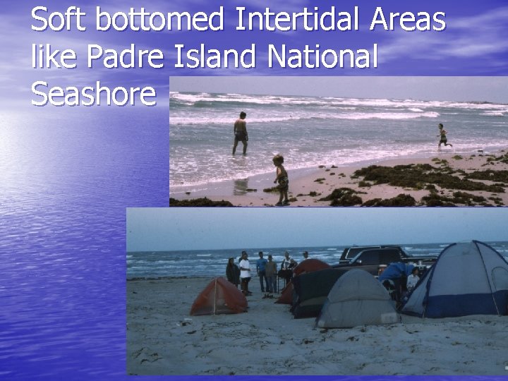 Soft bottomed Intertidal Areas like Padre Island National Seashore 