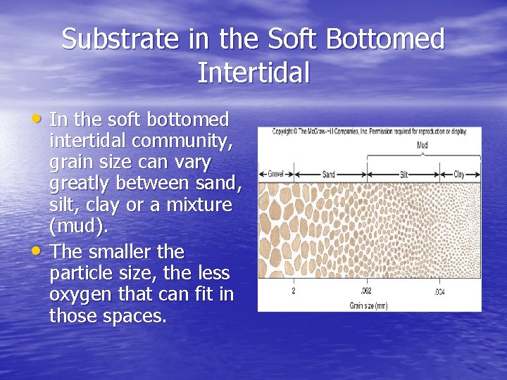 Substrate in the Soft Bottomed Intertidal • In the soft bottomed • intertidal community,
