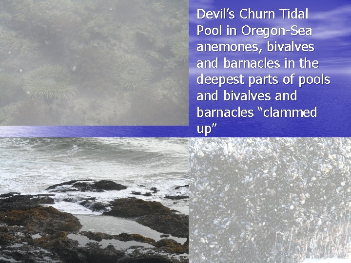 Devil’s Churn Tidal Pool in Oregon-Sea anemones, bivalves and barnacles in the deepest parts