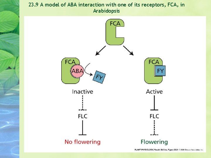 23. 9 A model of ABA interaction with one of its receptors, FCA, in