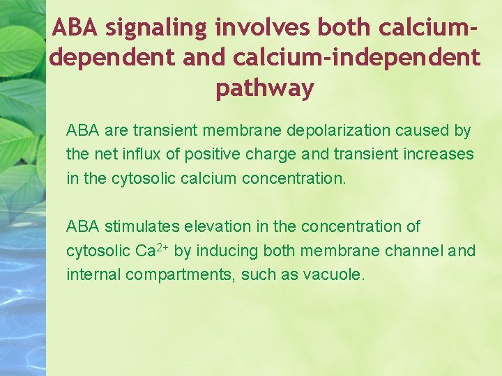 ABA signaling involves both calciumdependent and calcium-independent pathway ABA are transient membrane depolarization caused
