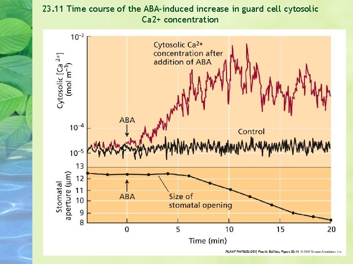 23. 11 Time course of the ABA-induced increase in guard cell cytosolic Ca 2+