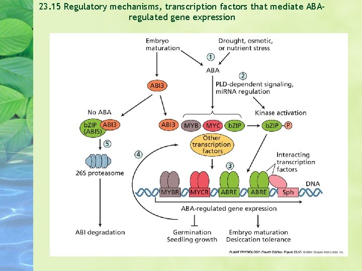 23. 15 Regulatory mechanisms, transcription factors that mediate ABAregulated gene expression 