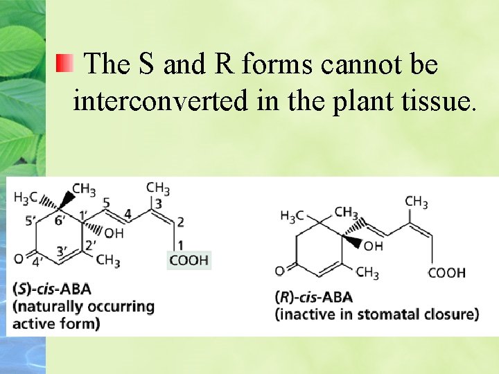 The S and R forms cannot be interconverted in the plant tissue. 