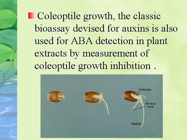 Coleoptile growth, the classic bioassay devised for auxins is also used for ABA detection