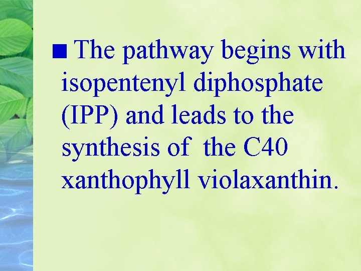 The pathway begins with isopentenyl diphosphate (IPP) and leads to the synthesis of the