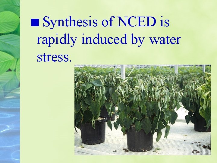Synthesis of NCED is rapidly induced by water stress. 