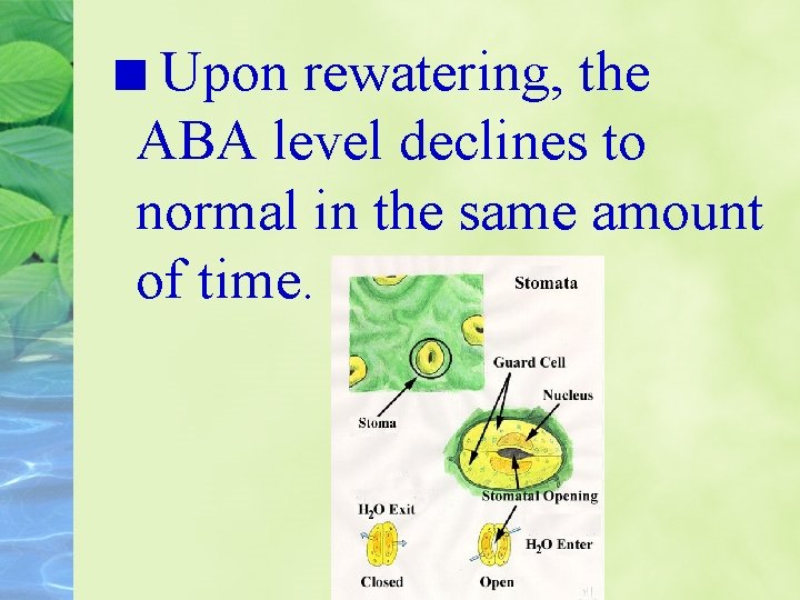 Upon rewatering, the ABA level declines to normal in the same amount of time.