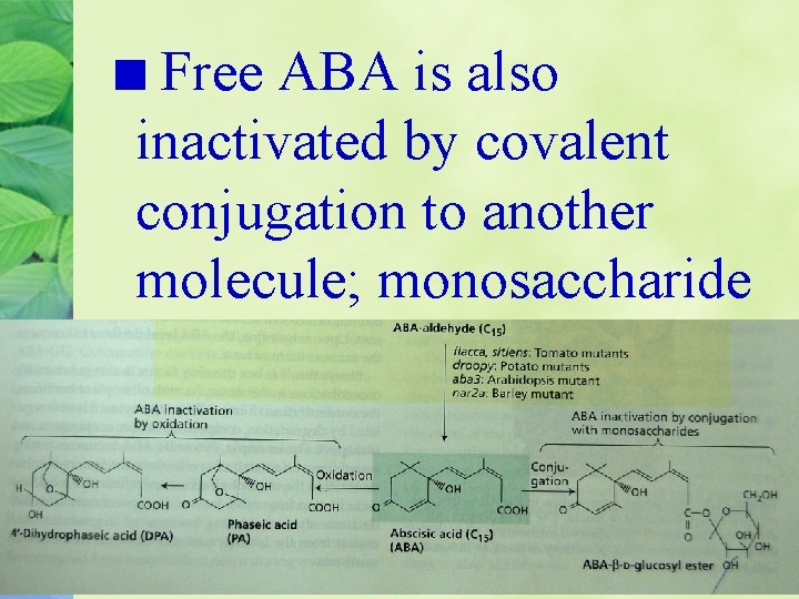 Free ABA is also inactivated by covalent conjugation to another molecule; monosaccharide 