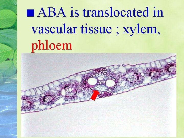 ABA is translocated in vascular tissue ; xylem, phloem 