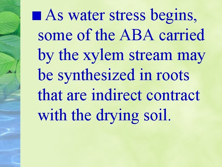 As water stress begins, some of the ABA carried by the xylem stream may