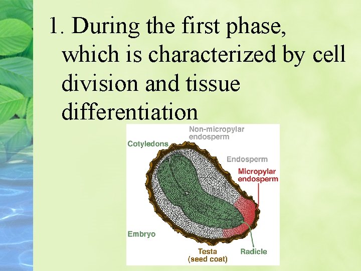 1. During the first phase, which is characterized by cell division and tissue differentiation
