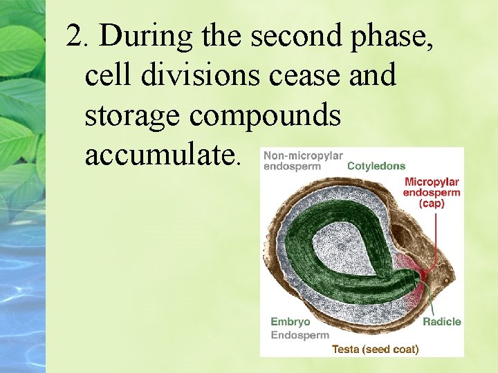 2. During the second phase, cell divisions cease and storage compounds accumulate. 