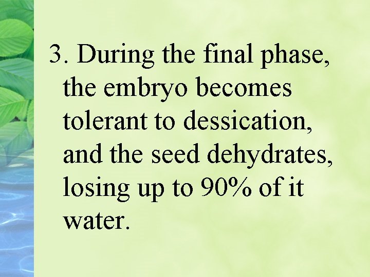 3. During the final phase, the embryo becomes tolerant to dessication, and the seed