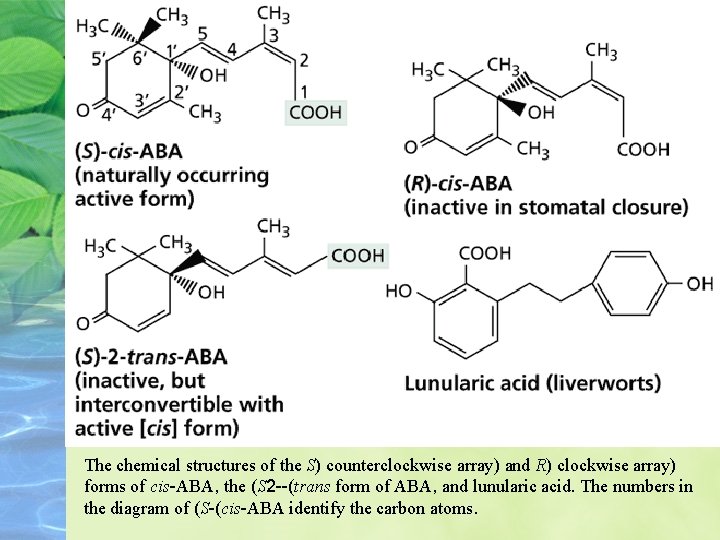 The chemical structures of the S) counterclockwise array) and R) clockwise array) forms of