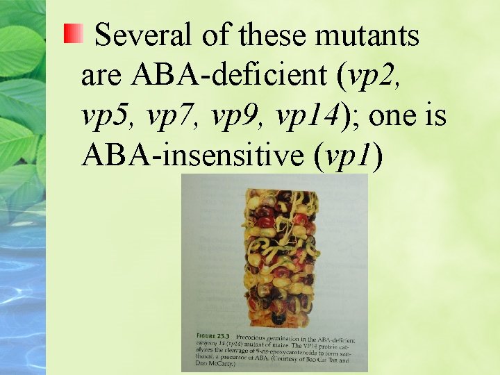 Several of these mutants are ABA-deficient (vp 2, vp 5, vp 7, vp 9,