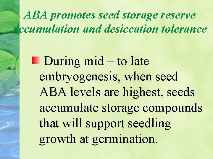 ABA promotes seed storage reserve accumulation and desiccation tolerance During mid – to late