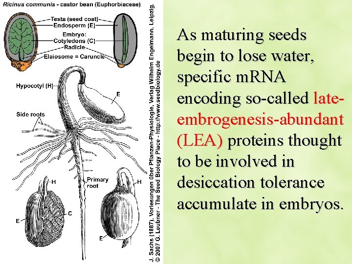 As maturing seeds begin to lose water, specific m. RNA encoding so-called lateembrogenesis-abundant (LEA)