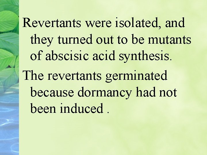 Revertants were isolated, and they turned out to be mutants of abscisic acid synthesis.