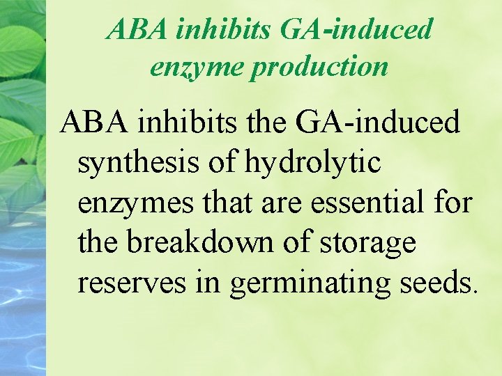 ABA inhibits GA-induced enzyme production ABA inhibits the GA-induced synthesis of hydrolytic enzymes that