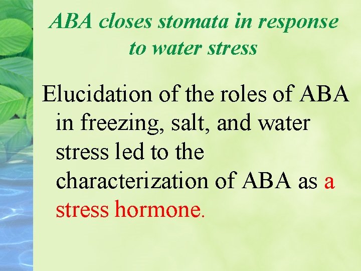 ABA closes stomata in response to water stress Elucidation of the roles of ABA