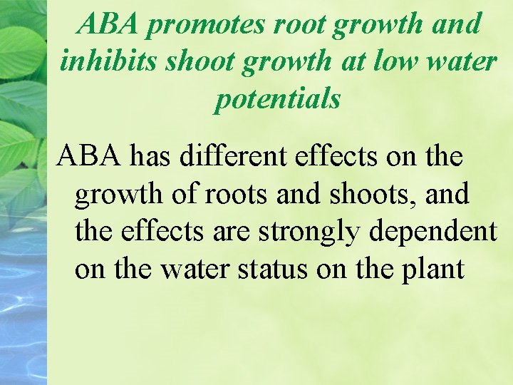 ABA promotes root growth and inhibits shoot growth at low water potentials ABA has