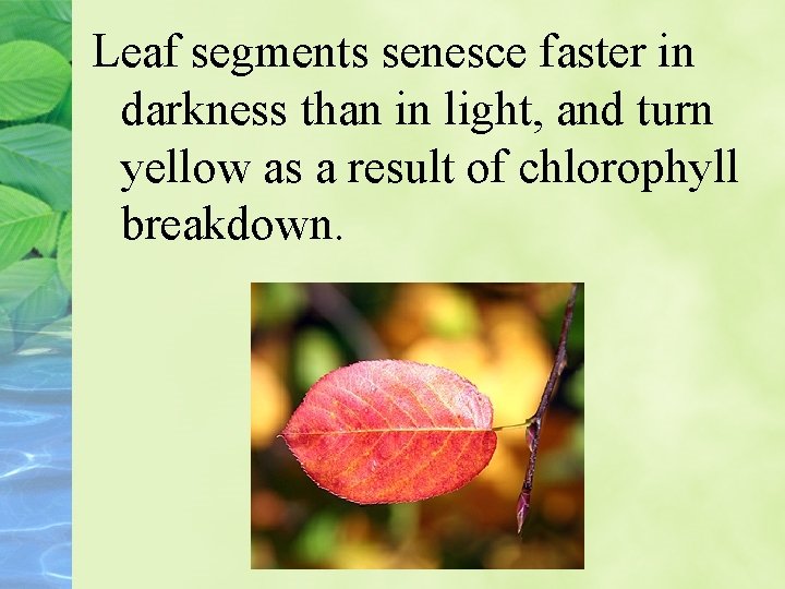 Leaf segments senesce faster in darkness than in light, and turn yellow as a