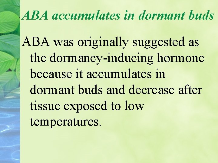 ABA accumulates in dormant buds ABA was originally suggested as the dormancy-inducing hormone because