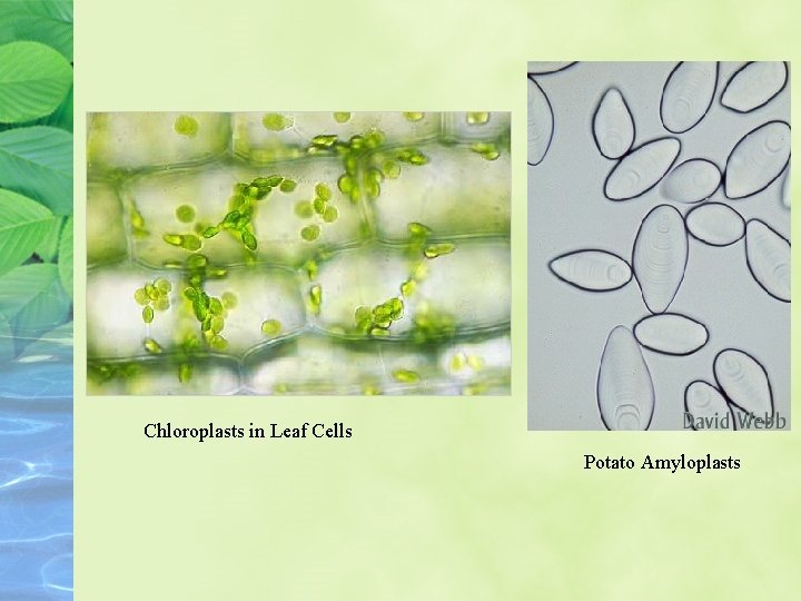 Chloroplasts in Leaf Cells Potato Amyloplasts 