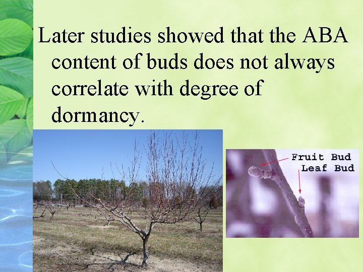 Later studies showed that the ABA content of buds does not always correlate with