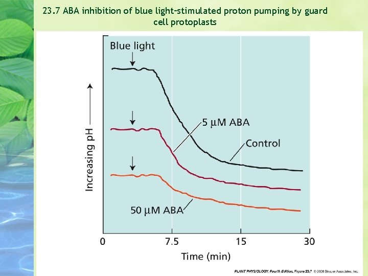 23. 7 ABA inhibition of blue light–stimulated proton pumping by guard cell protoplasts 