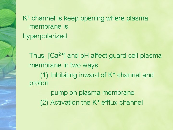 K+ channel is keep opening where plasma membrane is hyperpolarized Thus, [Ca 2+] and