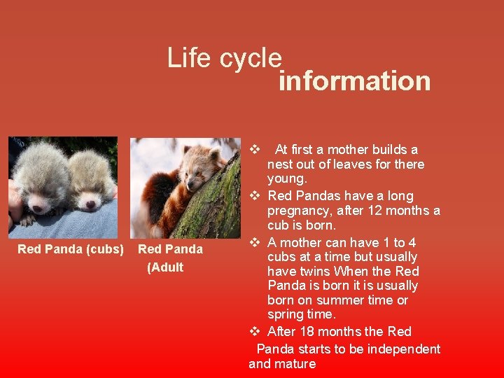 Life cycle information v Red Panda (cubs) Red Panda (Adult At first a mother