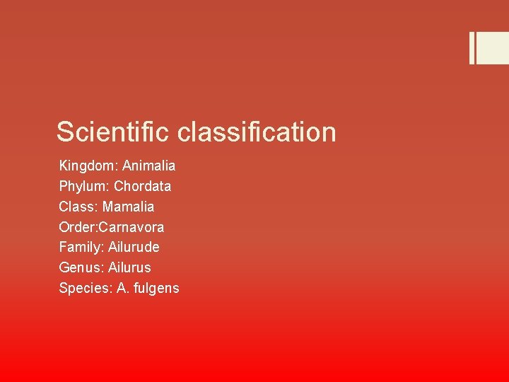 Scientific classification Kingdom: Animalia Phylum: Chordata Class: Mamalia Order: Carnavora Family: Ailurude Genus: Ailurus