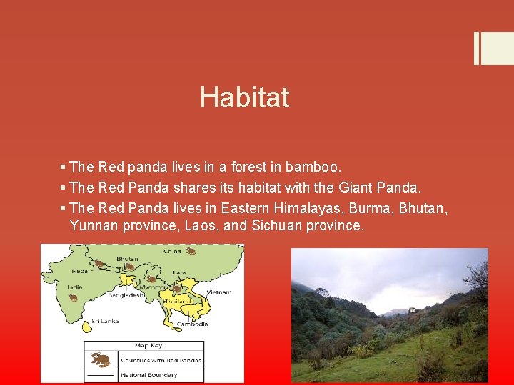 Habitat § The Red panda lives in a forest in bamboo. § The Red