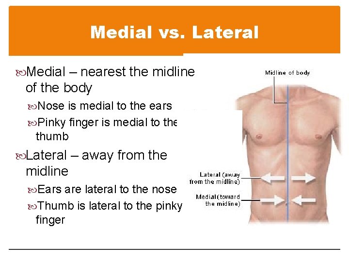 Medial vs. Lateral Medial – nearest the midline of the body Nose is medial