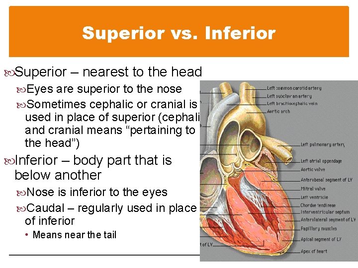 Superior vs. Inferior Superior – nearest to the head Eyes are superior to the Superior vs. Inferior Superior – nearest to the head Eyes are superior to the