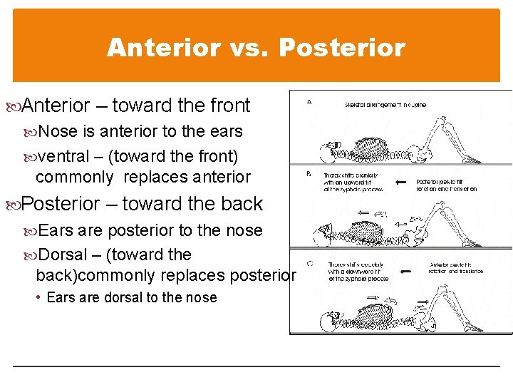 Anterior vs. Posterior Anterior – toward the front Nose is anterior to the ears Anterior vs. Posterior Anterior – toward the front Nose is anterior to the ears