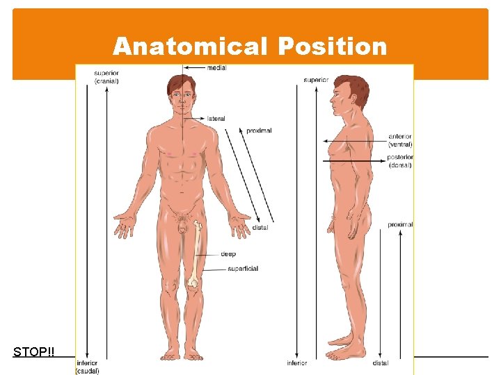 Anatomical Position STOP!! 