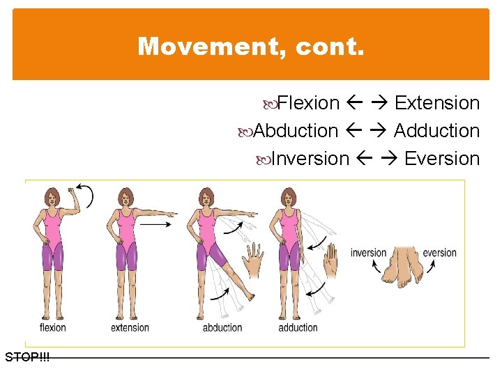 Movement, cont. Flexion Extension Abduction Adduction Inversion Eversion STOP!!! 