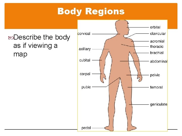 Body Regions Describe the body as if viewing a map 